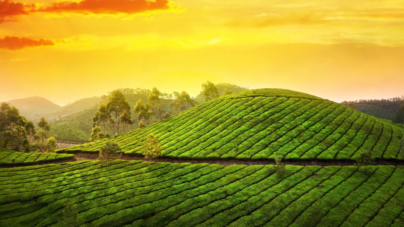 https://d3r8gwkgo0io6y.cloudfront.net/upload/tea garden5.jpg